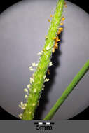 Image of Orange Foxtail