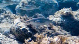 Image of Grey Mullet