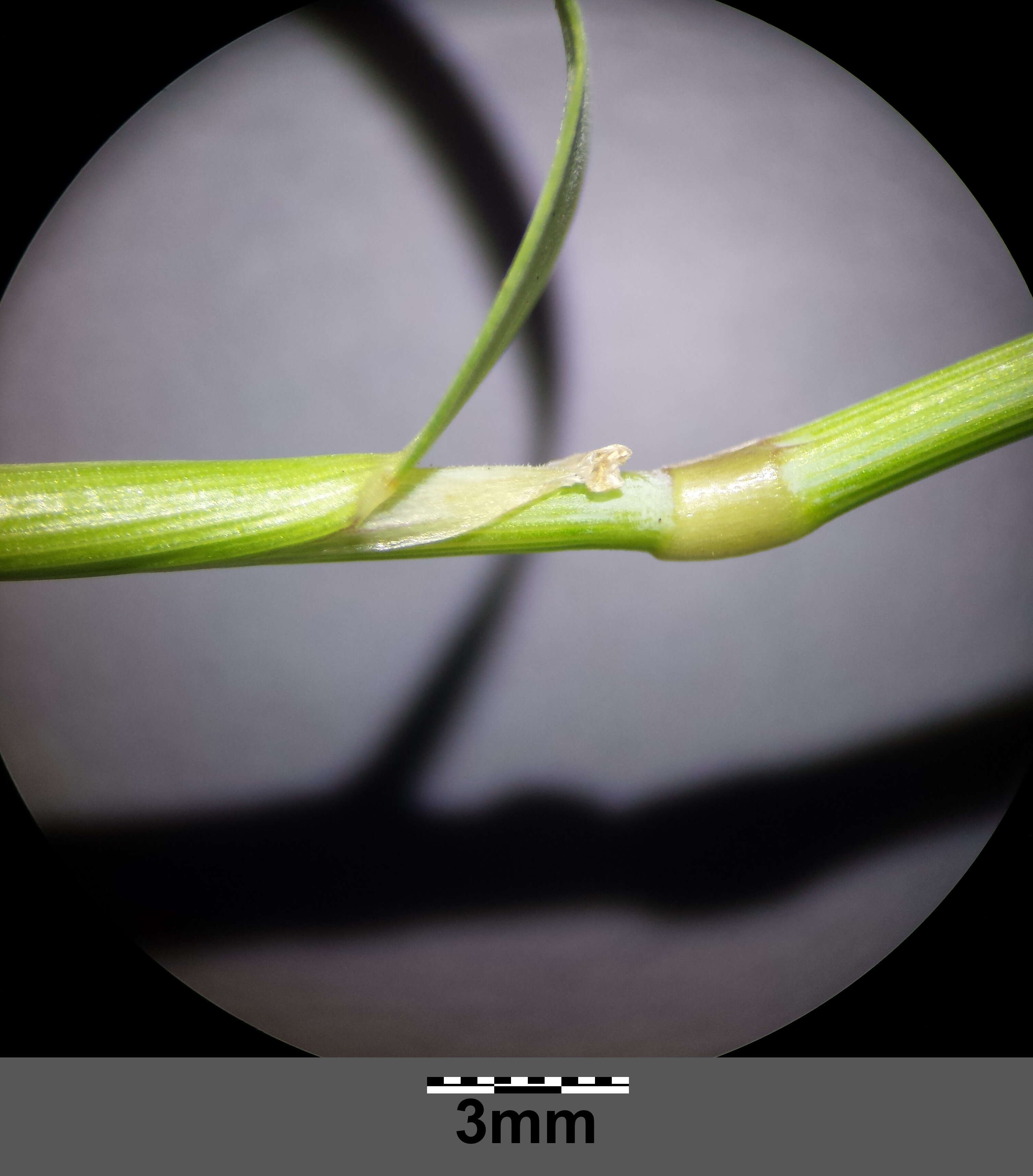 Image of Orange Foxtail