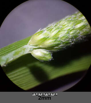 Image of Orange Foxtail