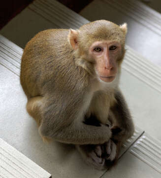 Image of Rhesus Monkey