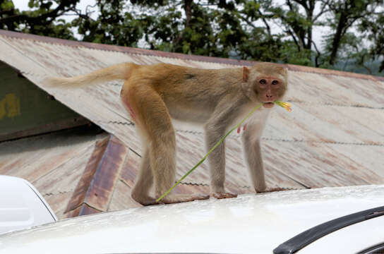 Image of Rhesus Monkey