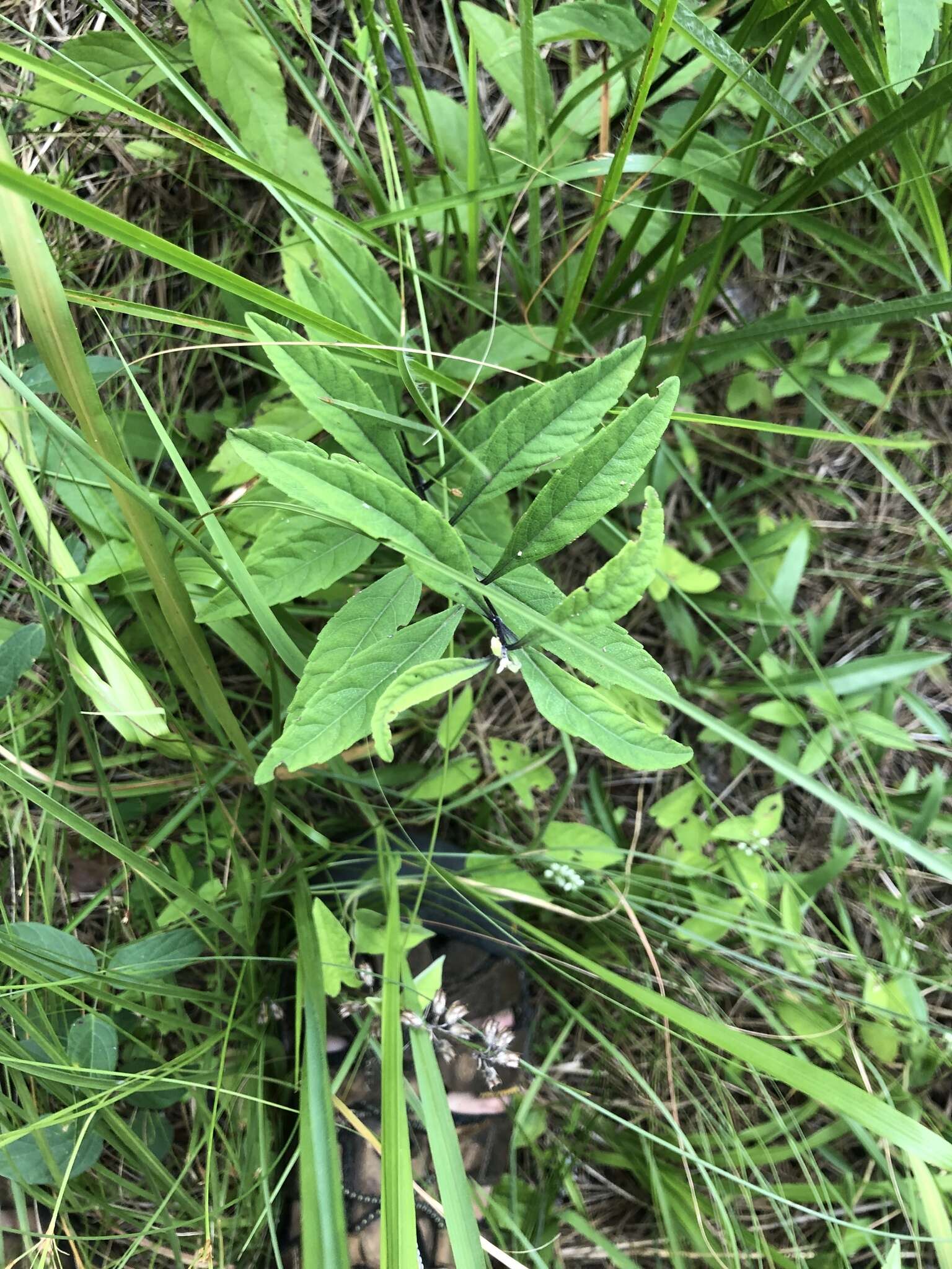 Image of Catesby's false bindweed