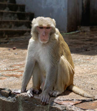 Image of Rhesus Monkey