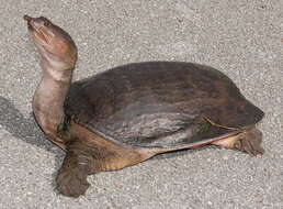 Image of Florida Softshell Turtle