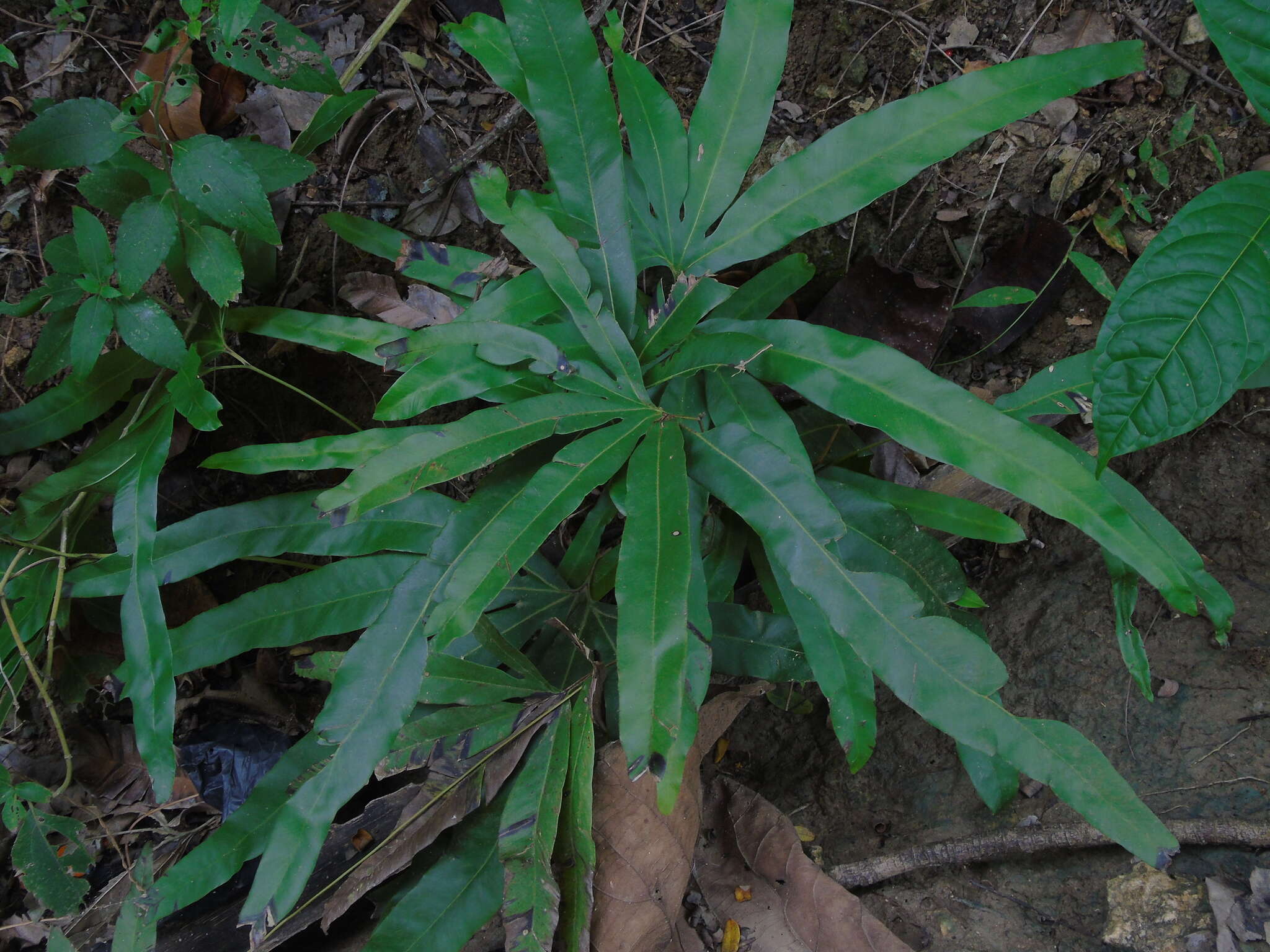 Image of Lygodium circinnatum (Burm. fil.) Sw.