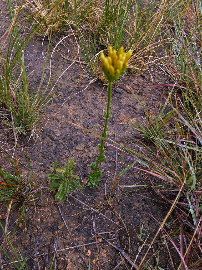 Image of Sebaea natalensis (Schinz) Schinz