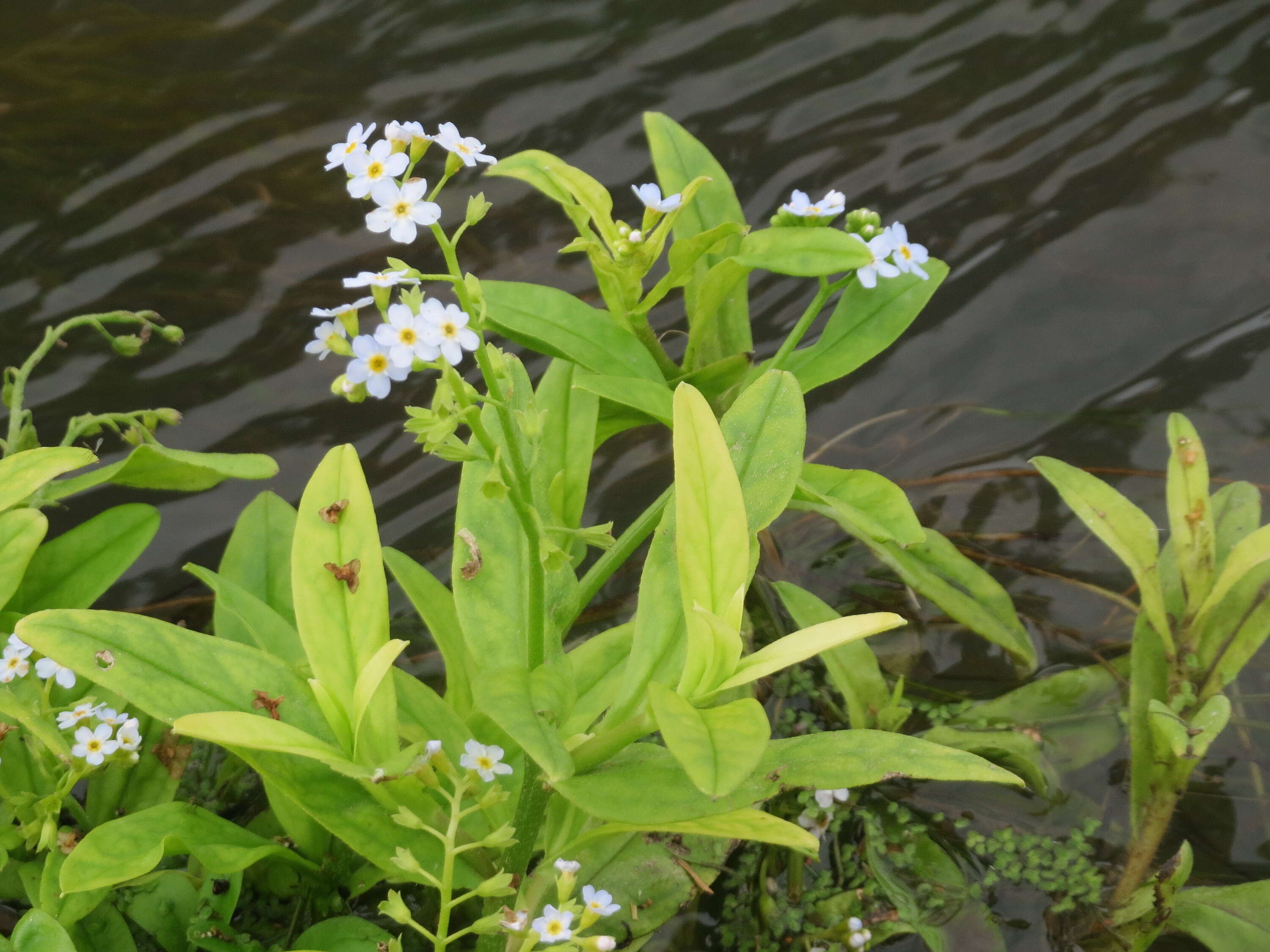 Image of true forget-me-not