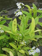 Image of true forget-me-not