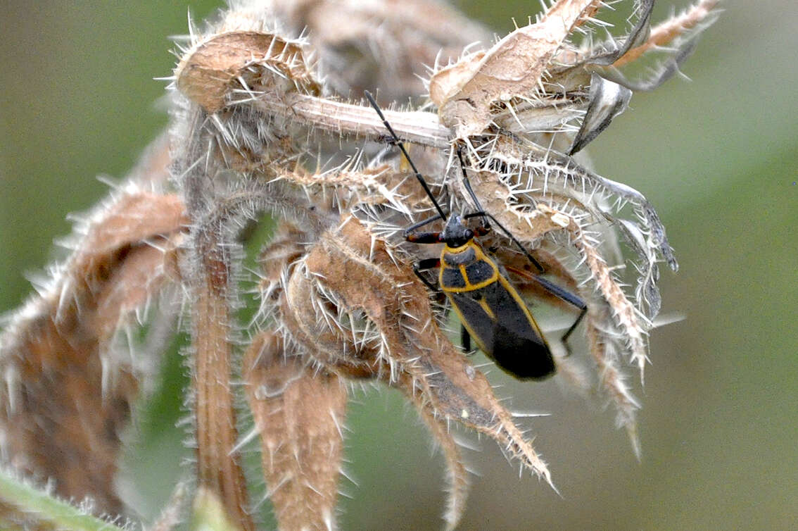 Image of Stenomacra marginella (Herrich-Schaeffer 1850)