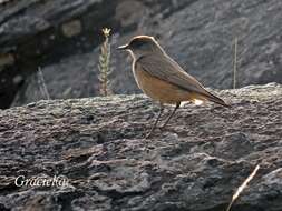 Muscisaxicola capistratus (Burmeister 1860) resmi