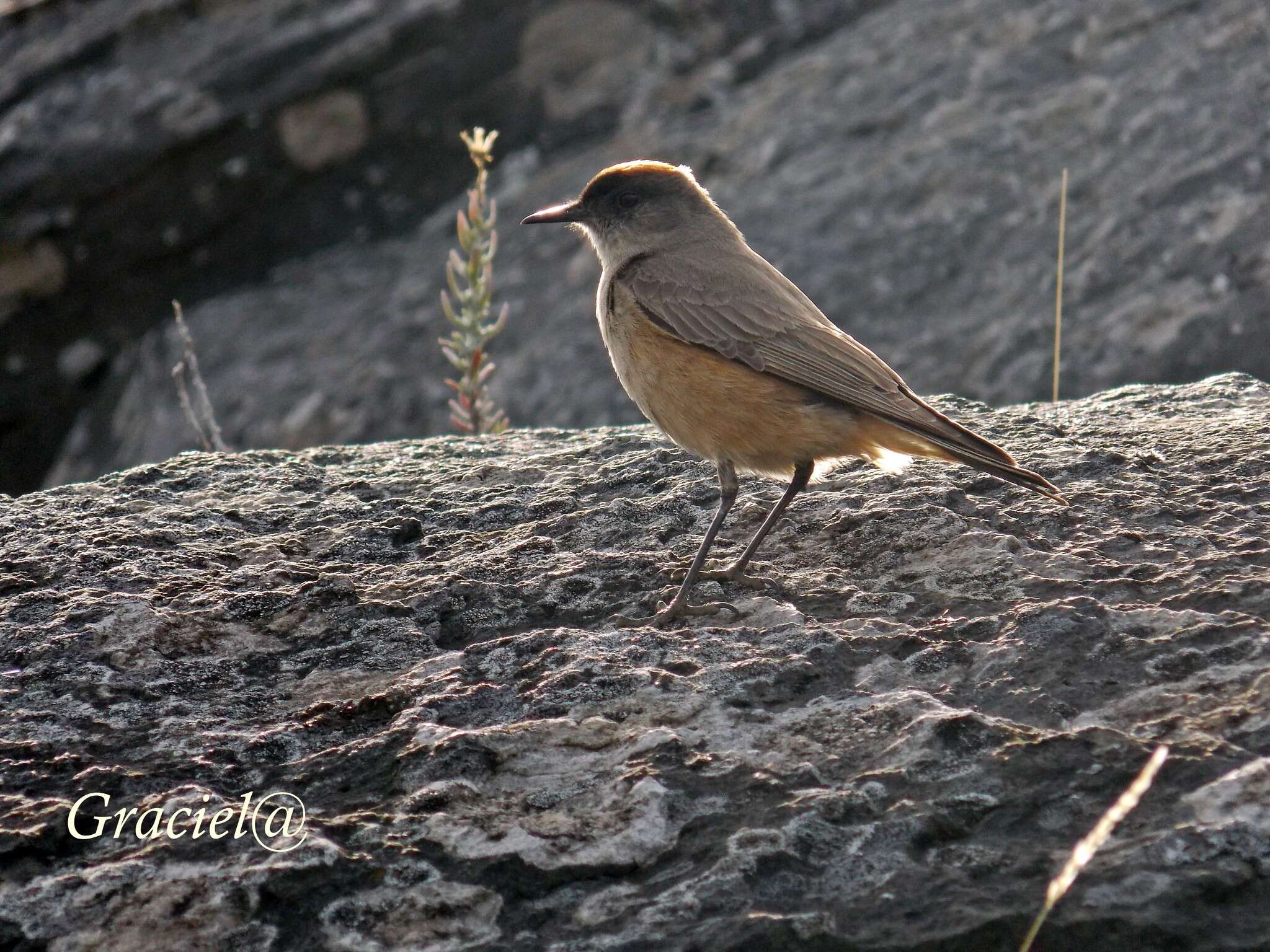 Muscisaxicola capistratus (Burmeister 1860) resmi