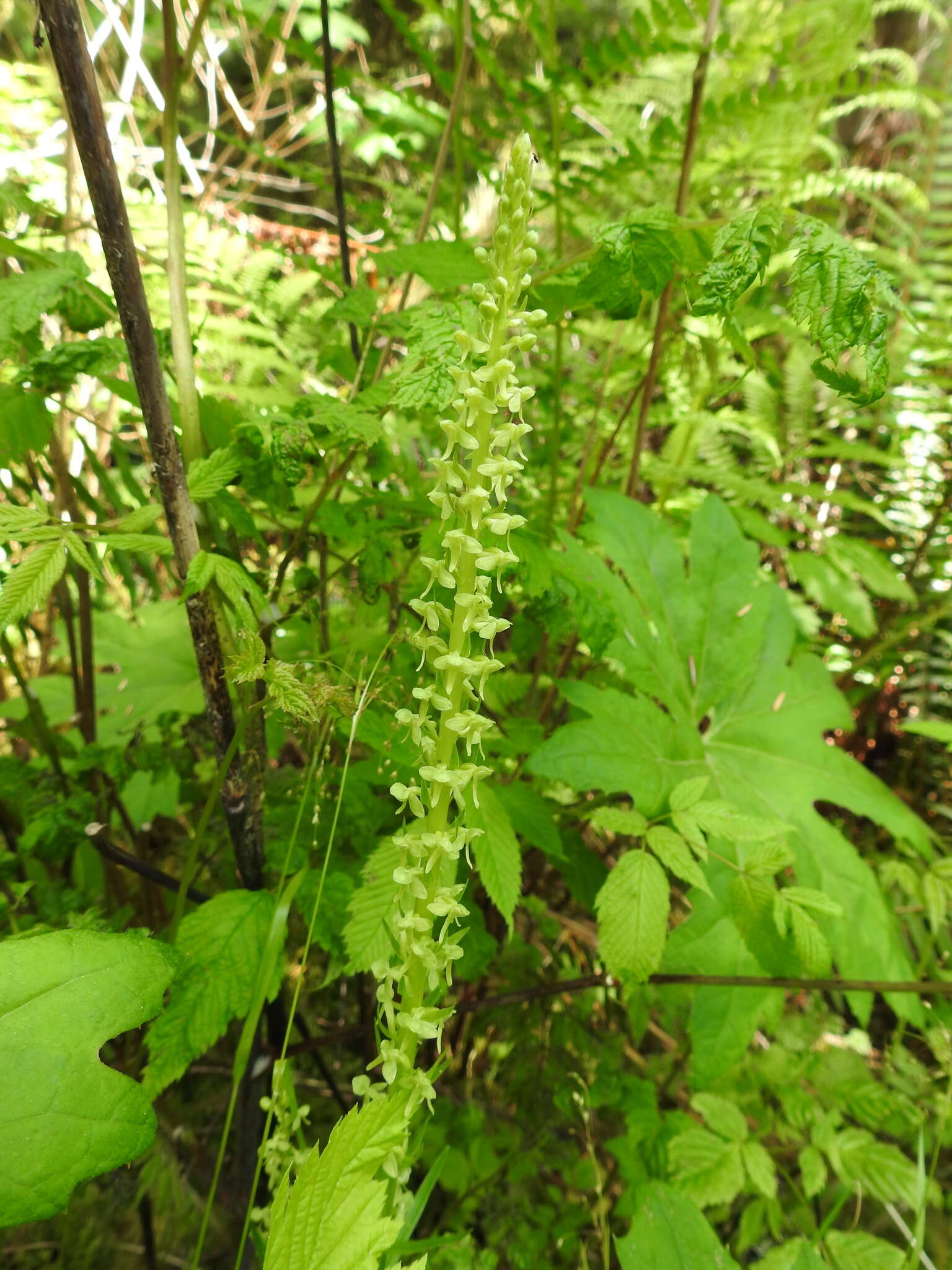 Imagem de Platanthera stricta Lindl.