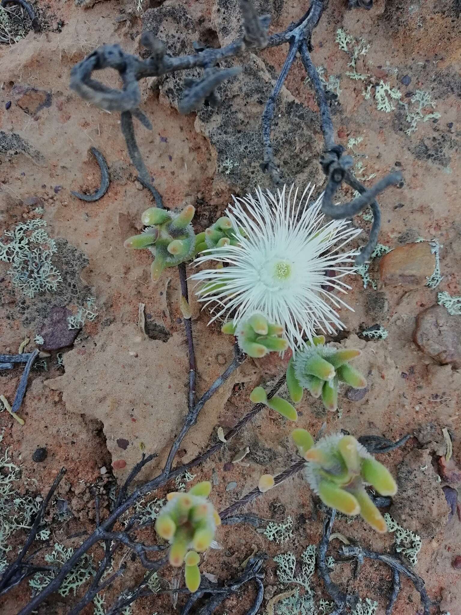 Imagem de Drosanthemum papillatum L. Bol.