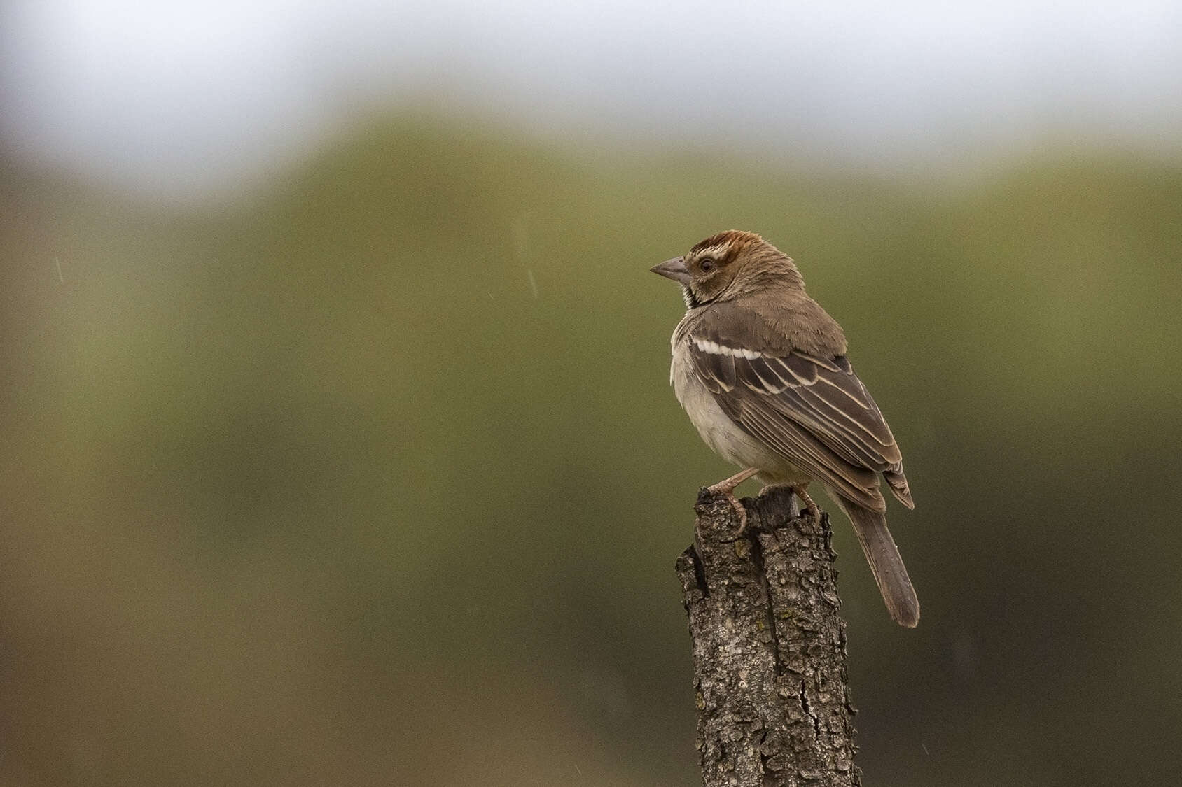 Image of Chestnut-crowned Sparrow-Weaver