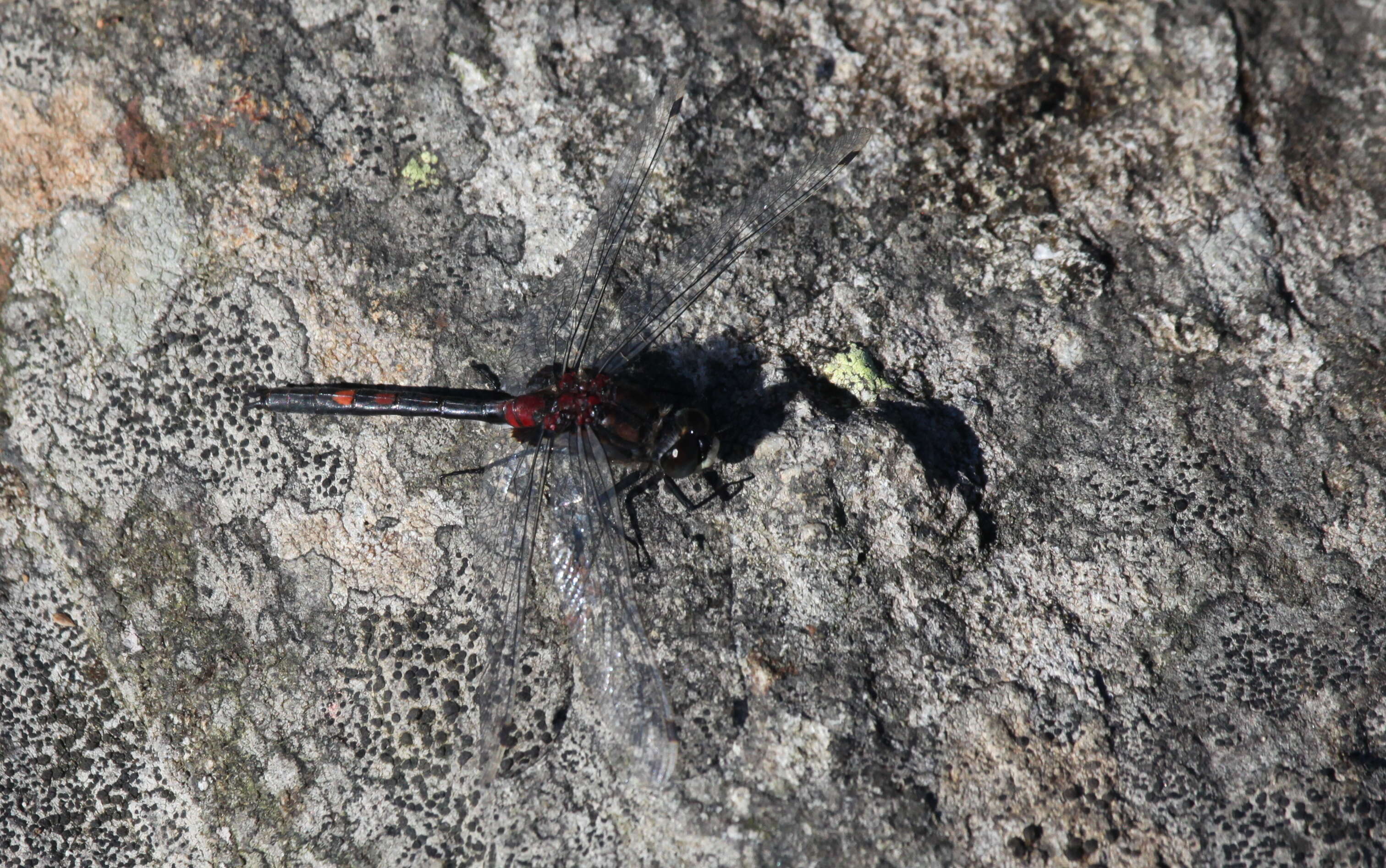 Image of Small Whiteface