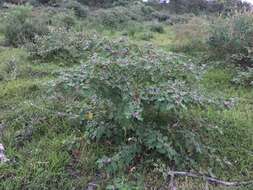 Image of Solanum violaceum Ortega