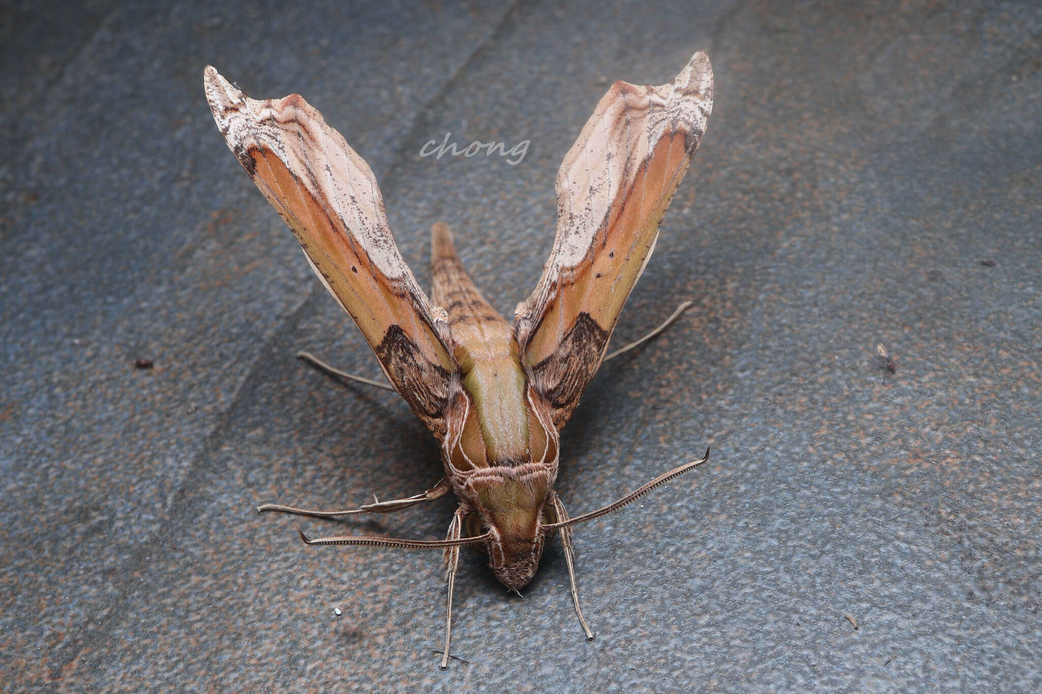 Image of Eupanacra busiris (Walker 1856)