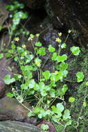 Plancia ëd Saxifraga cymbalaria L.