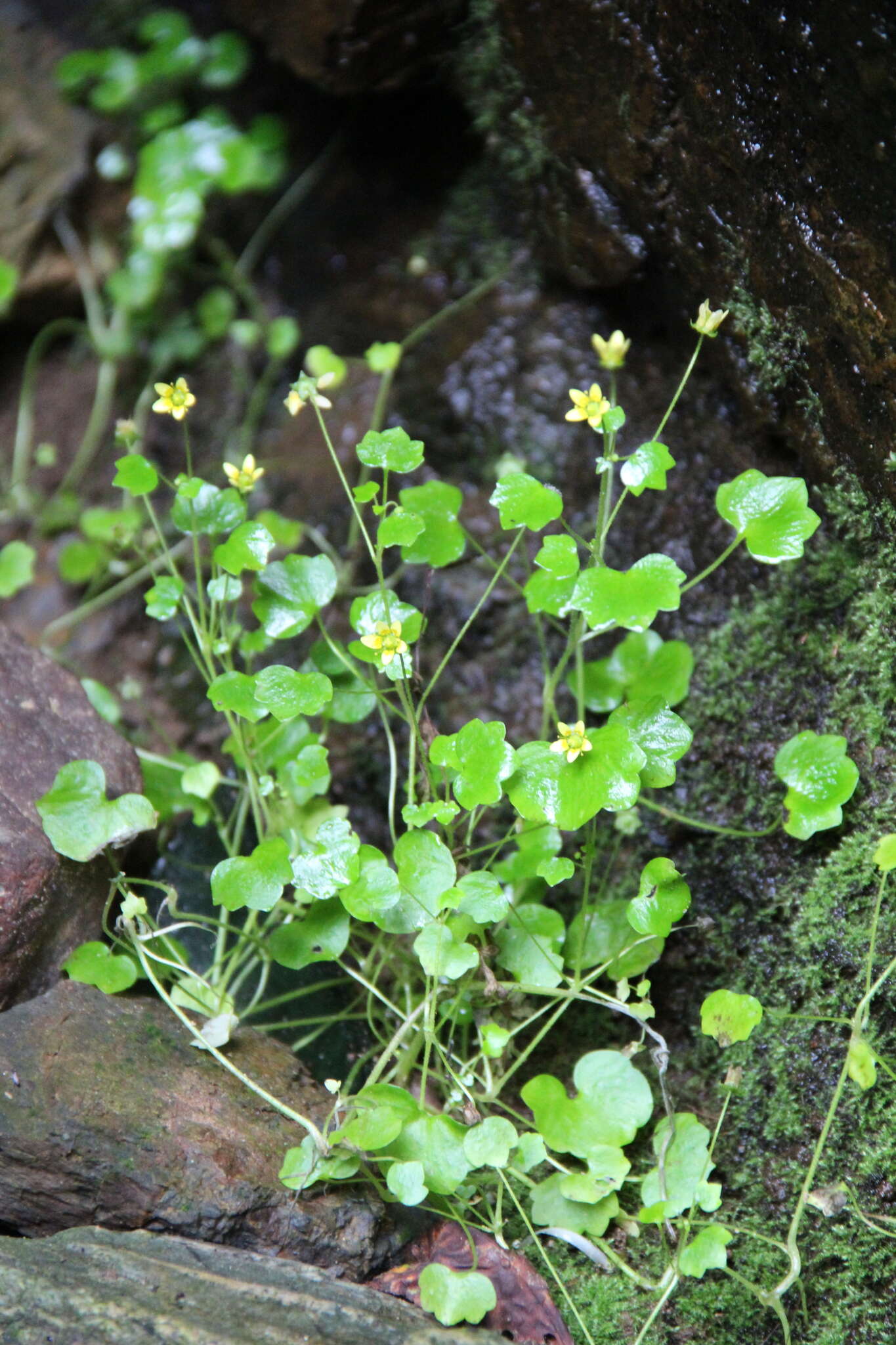 Plancia ëd Saxifraga cymbalaria L.