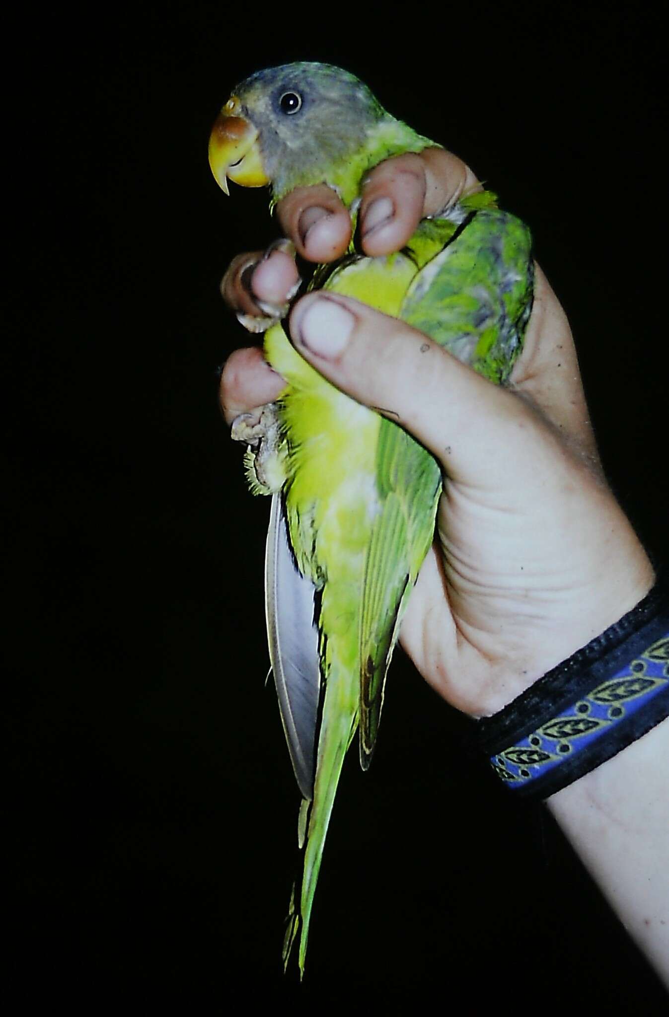 Image of Grey-headed Parakeet