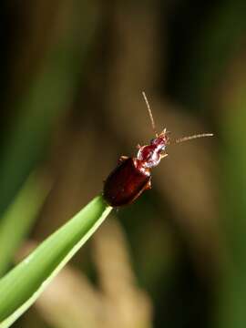 Sivun Agonum (Eucolpodes) japonicum (Motschulsky 1860) kuva