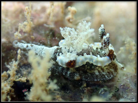 Image of Goniodoris joubini Risbec 1928