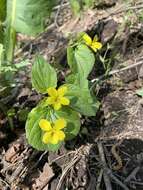 صورة Viola acutifolia (Kar. & Kir.) W. Beck.