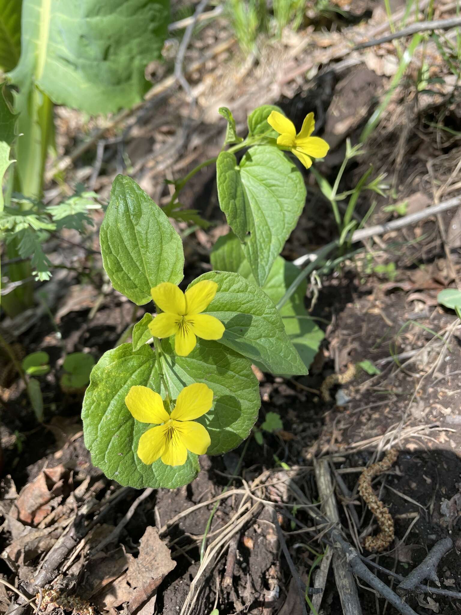 Image de Viola acutifolia (Kar. & Kir.) W. Beck.