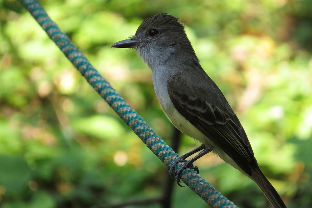 Image of Short-crested Flycatcher