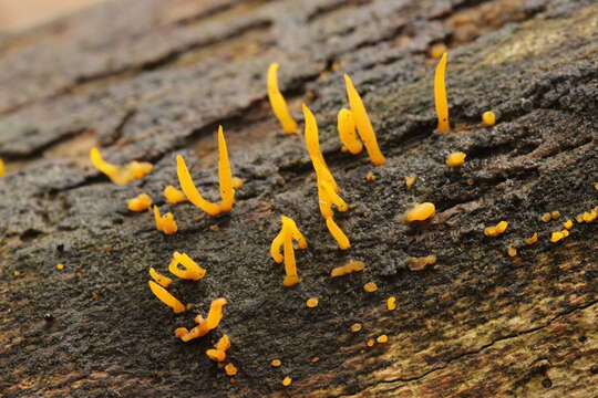 Imagem de Calocera cornea (Batsch) Fr. 1827