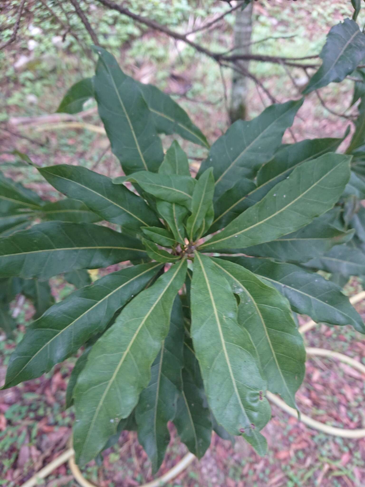 Morella rubra Lour. resmi