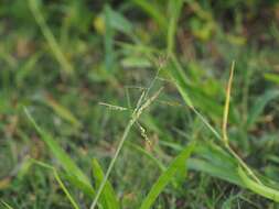 Image of Grass