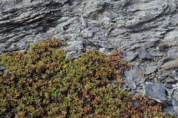 Image of Potentilla tetrandra (Bunge) Bunge ex Hook. fil.