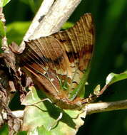 Image of Green-veined Charaxes