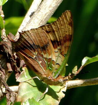 Image of Green-veined Charaxes