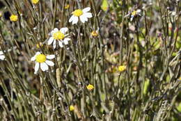 Image of Phymaspermum aphyllum Magee & Ruiters