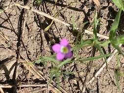 Image of Bridges' gilia