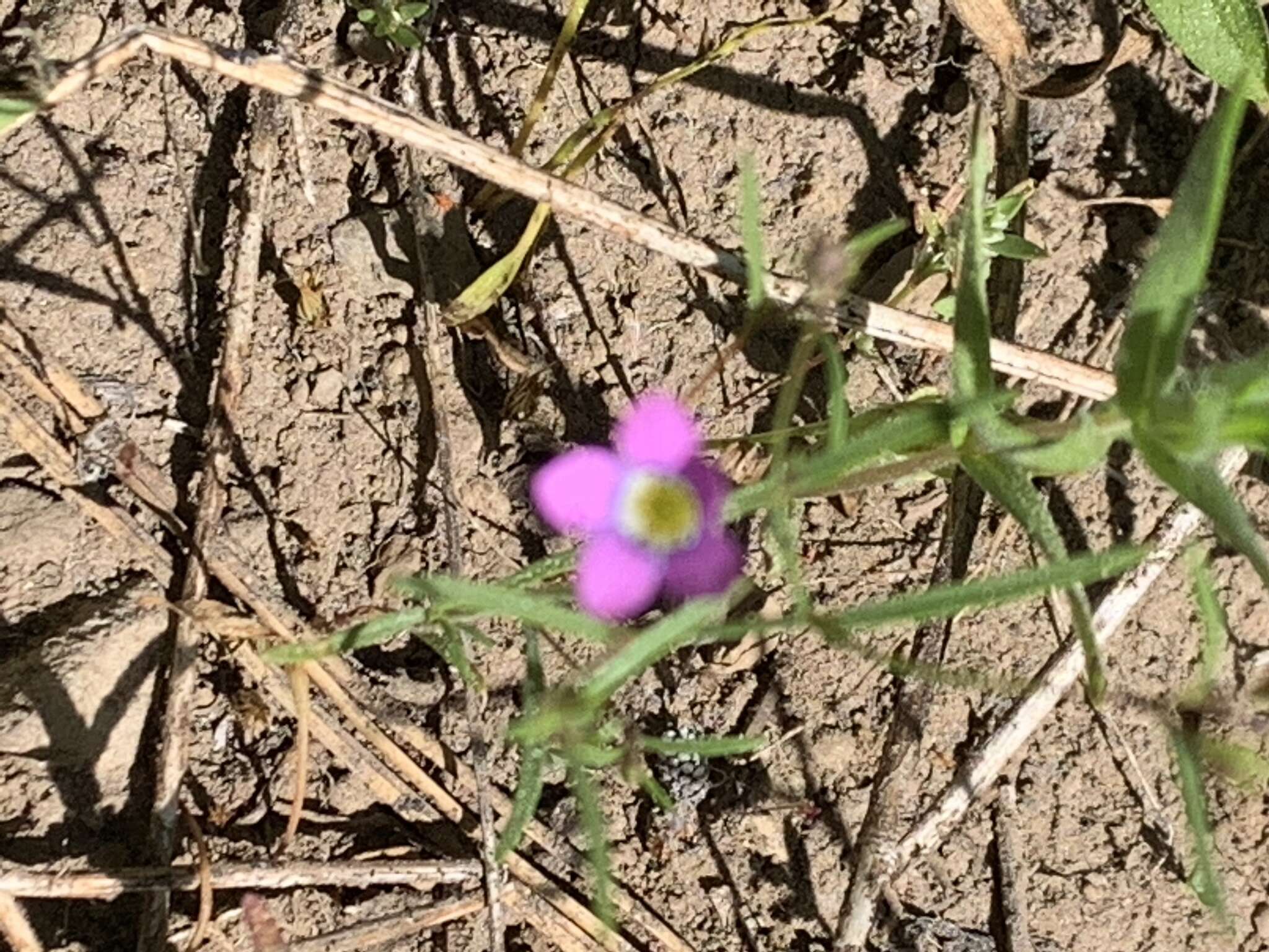 Image of Bridges' gilia