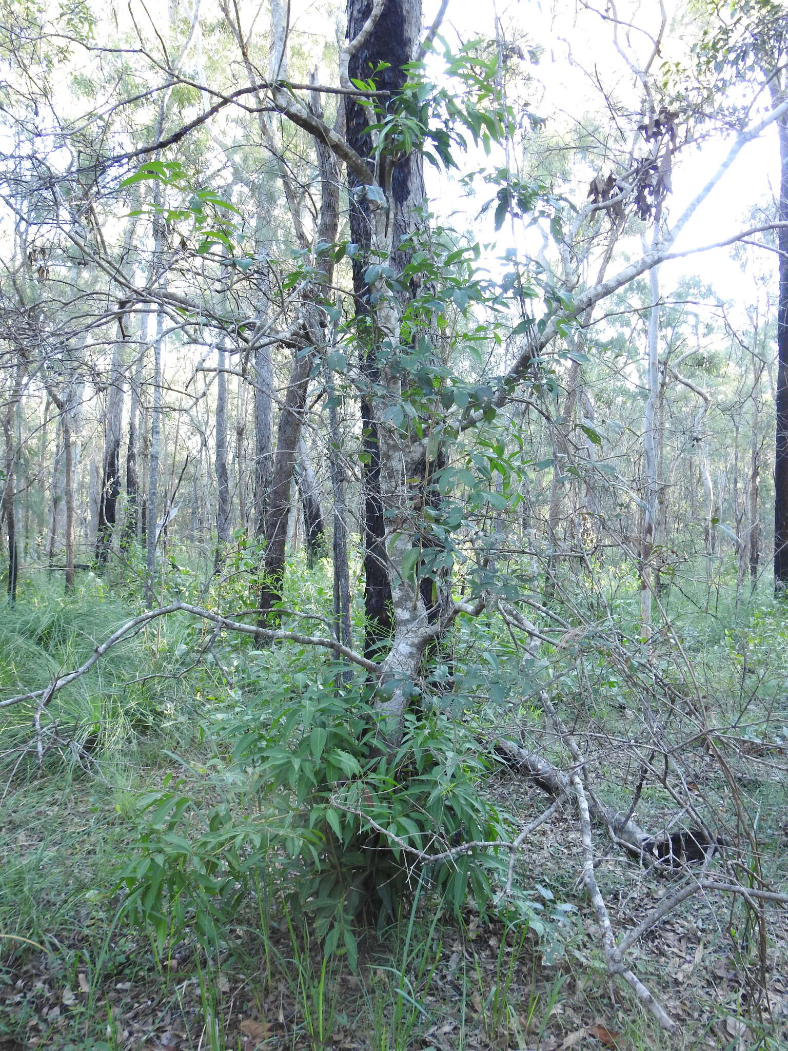 Image de Notelaea punctata R. Br.