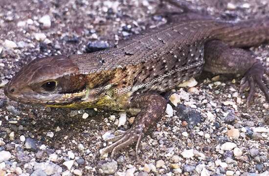 صورة Leiocephalus cubensis (Gray 1840)