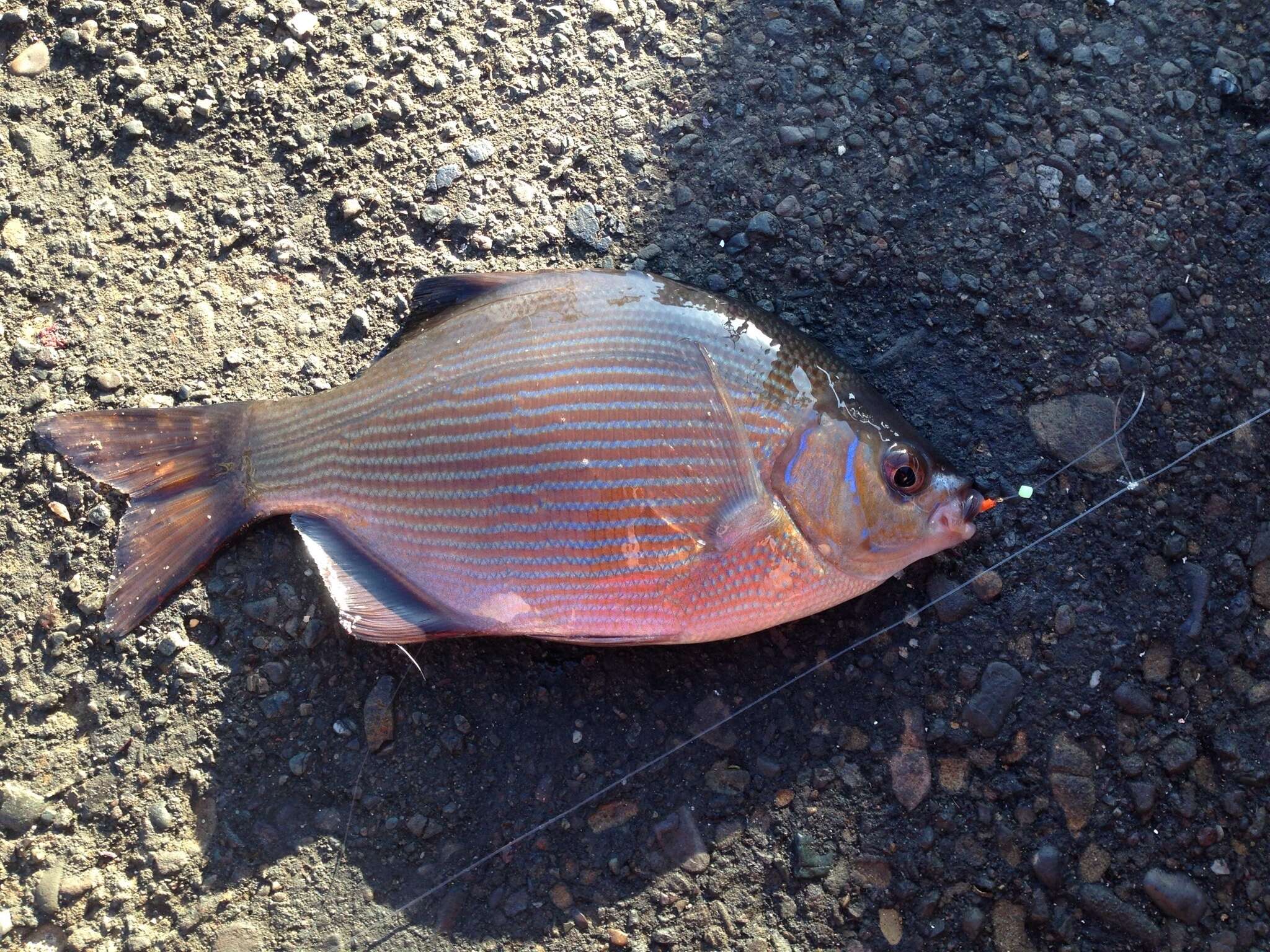 Image of Striped sea perch