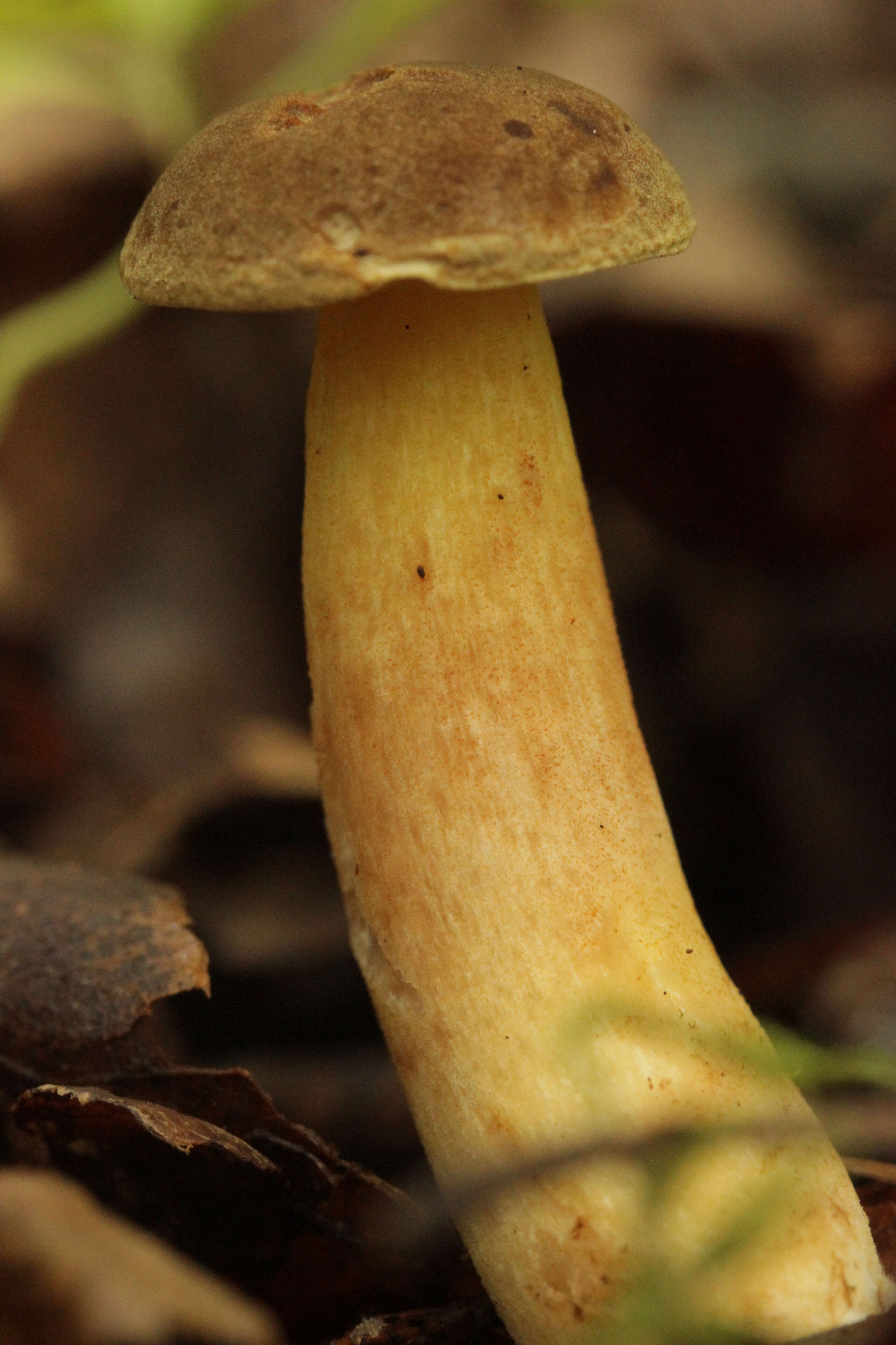 Image of Xerocomellus pruinatus (Fr. & Hök) Šutara 2008