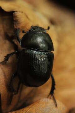 Image of Anoplotrupes