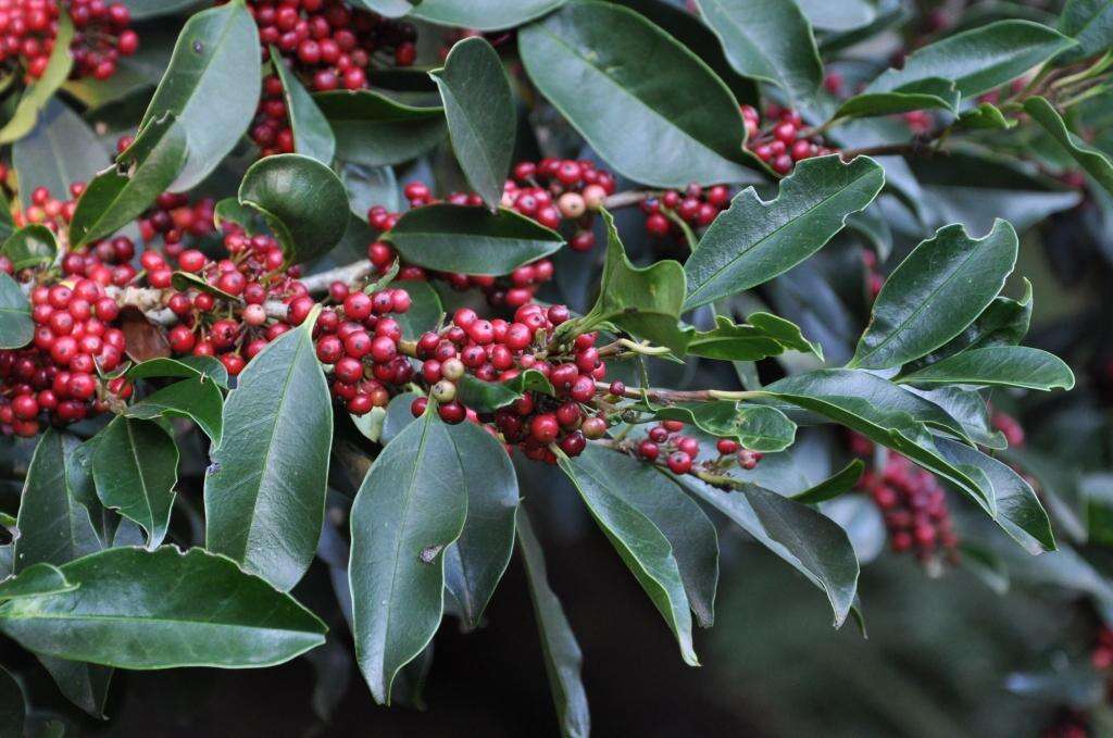 Image of Ilex mitis var. mitis