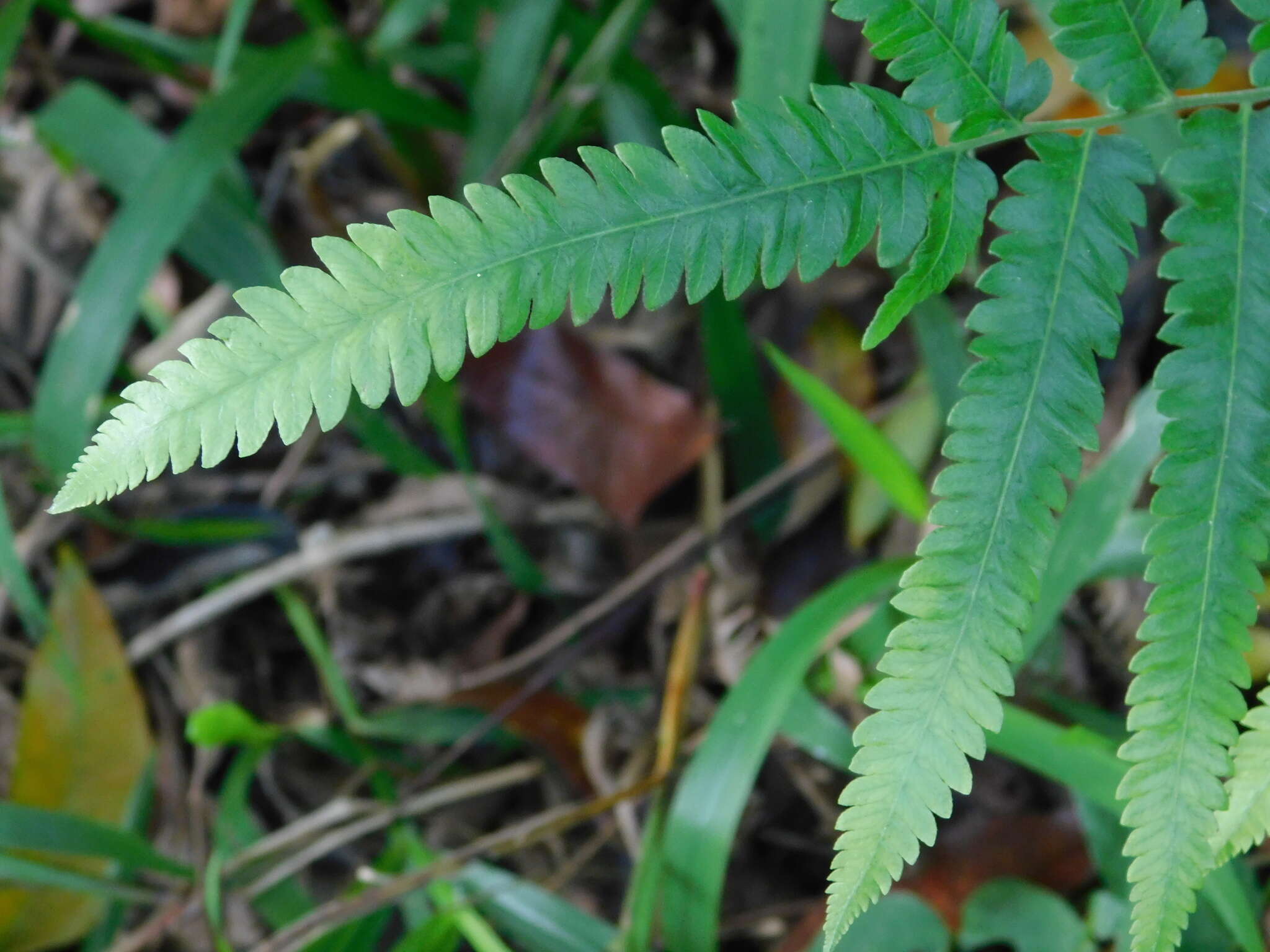 Image of Jeweled Maiden Fern