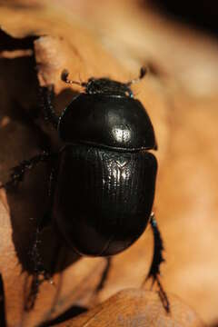 Image of Anoplotrupes