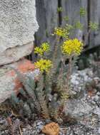 Image de Petrosedum orientale