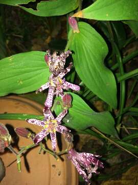 Image of toad lily