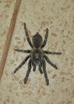 Image of African Horned Baboon Tarantula